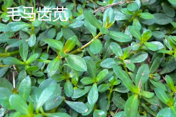 马齿苋的栽培技巧，播种时可进行撒播或条播