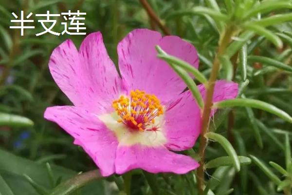 马齿苋的栽培技巧，播种时可进行撒播或条播