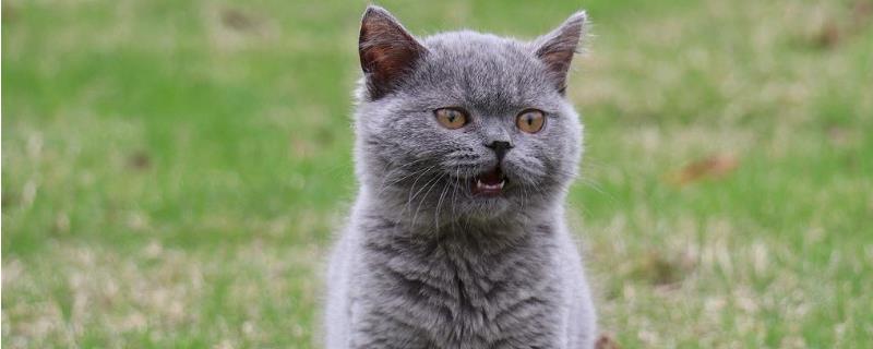 猫看不到主人为什么会叫