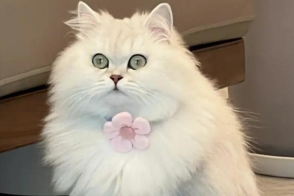 猫看不到主人为什么会叫，可能是想寻求主人的陪伴