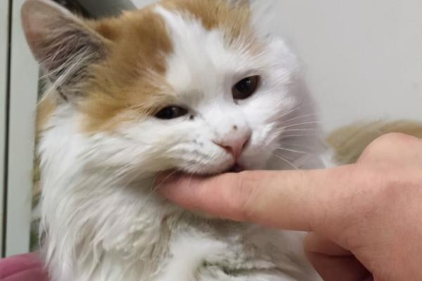 猫看不到主人为什么会叫，可能是想寻求主人的陪伴