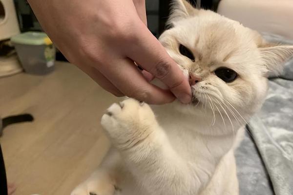 猫看不到主人为什么会叫，可能是想寻求主人的陪伴