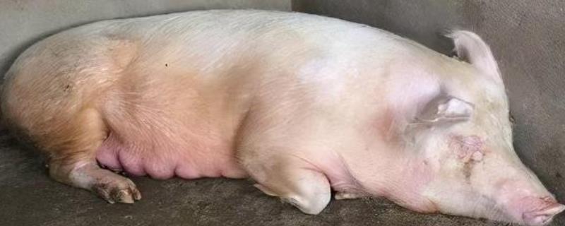 猪为什么会发抖不吃食