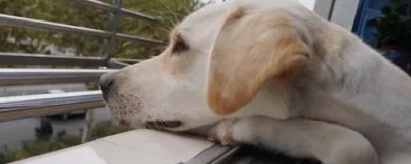 狗狗抑郁症的前兆