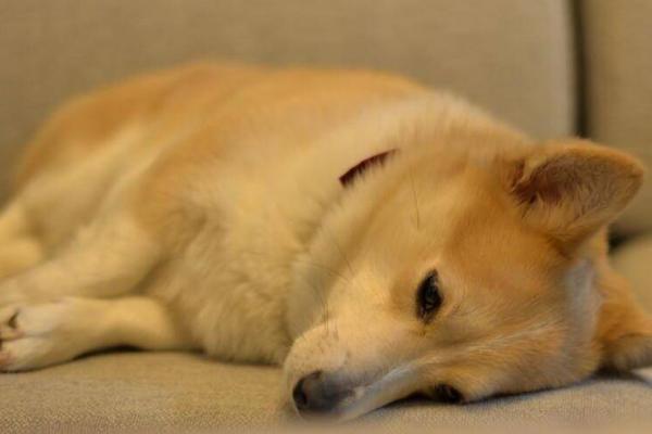 狗狗抑郁症的前兆，主要有这八个表现