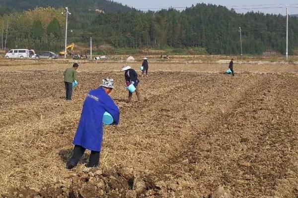 种油菜如何撒种，与细土混匀后再撒入播种沟即可