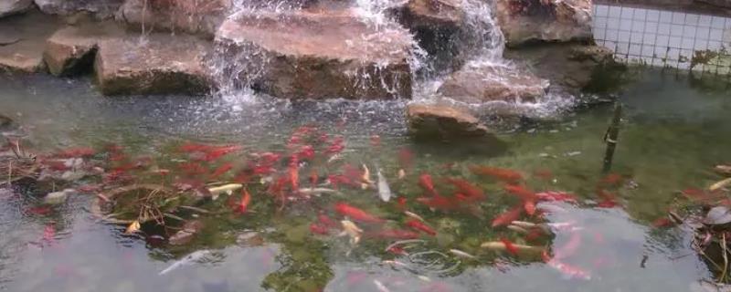 鱼池水出现白泡如何处理