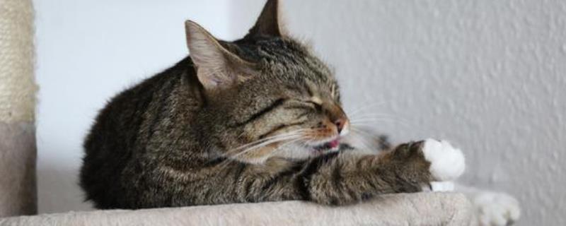 猫为什么会发出咕噜声