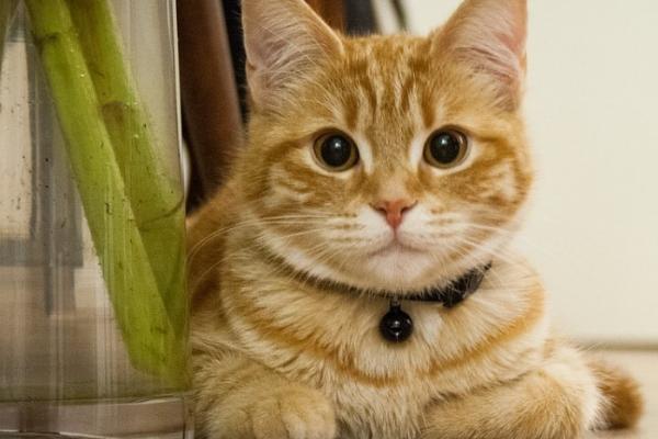 猫为什么会发出咕噜声，可能是感到比较舒适
