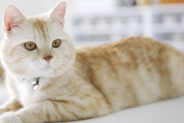 猫为什么会发出咕噜声，可能是感到比较舒适