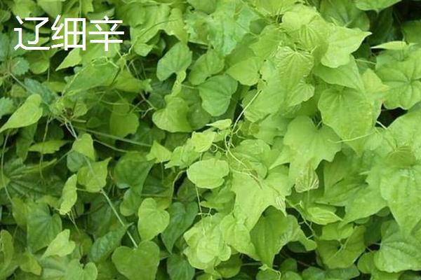 细辛的品种，主要包括辽细辛、华细辛这两种