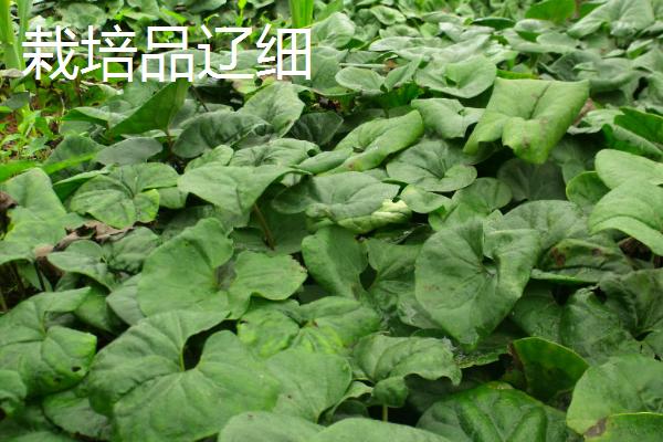 细辛的品种，主要包括辽细辛、华细辛这两种