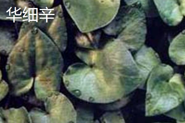 细辛的品种，主要包括辽细辛、华细辛这两种