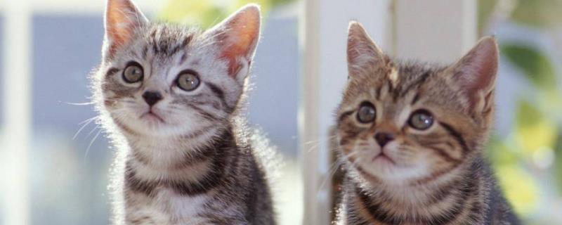 猫咪咳嗽干呕怎么回事