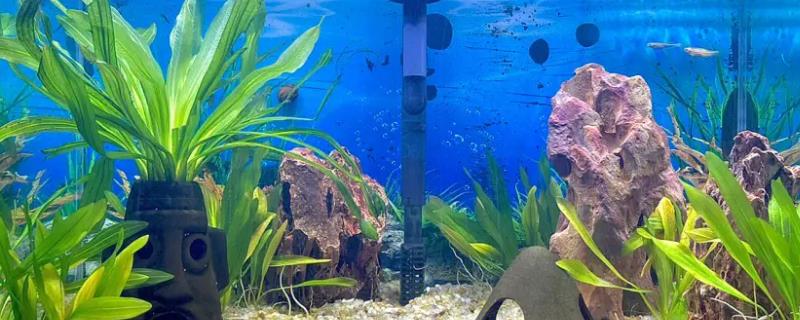 鱼缸里面水浑浊怎么办