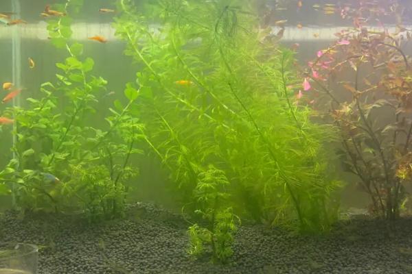 鱼缸里面水浑浊怎么办，需及时换水