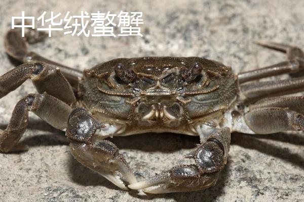 买的蟹怎么养到第二天，放在有水的容器内即可