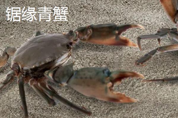 买的蟹怎么养到第二天，放在有水的容器内即可