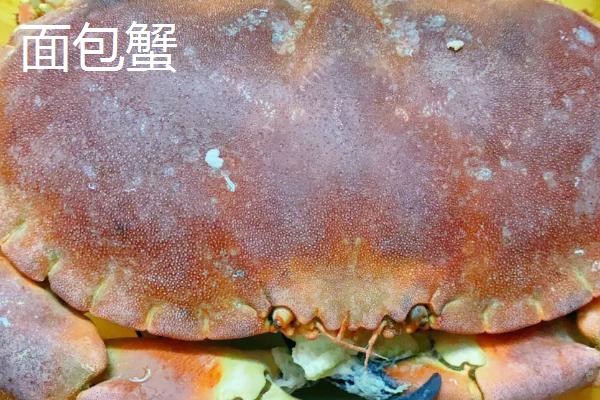 买的蟹怎么养到第二天，放在有水的容器内即可