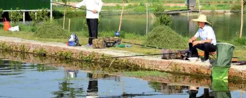 4月份能不能用玉米钓鲤鱼