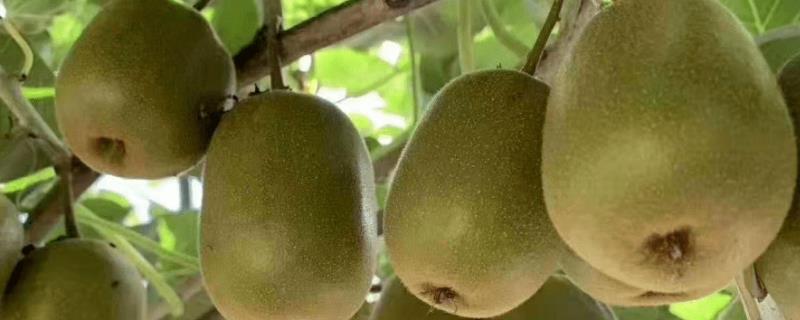 种植猕猴桃的时间