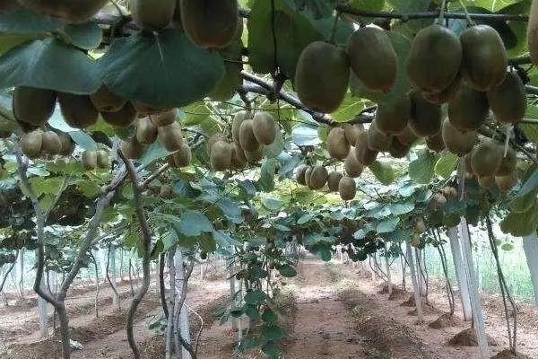 种植猕猴桃的时间，一般为3-4月份