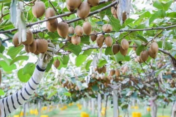种植猕猴桃的时间，一般为3-4月份