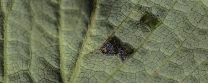 草莓炭疽病的症状和防治方法