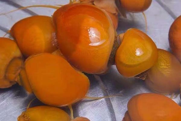 黄金螺的卵如何孵化，将水温控制在20-25℃可自然孵化