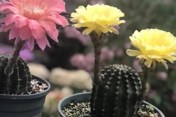 仙人球会开花吗，可以开花但部分品种不易开花