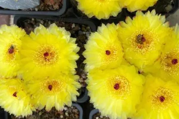 仙人球会开花吗，可以开花但部分品种不易开花