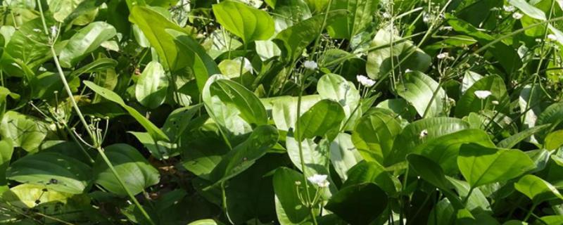 泽泻要种多久才能收获