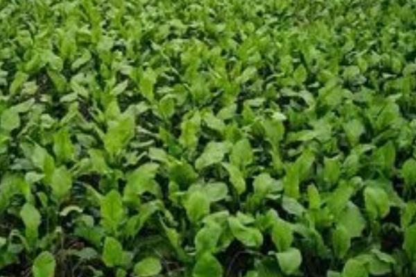 泽泻要种多久才能收获，通常需要1年左右