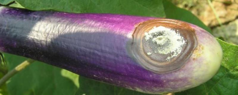 多雨季节怎么避免茄子腐烂
