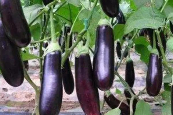 多雨季节怎么避免茄子腐烂，可清理垄沟、做好排水工作