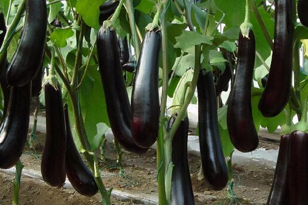 多雨季节怎么避免茄子腐烂，可清理垄沟、做好排水工作