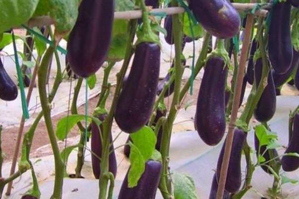 多雨季节怎么避免茄子腐烂，可清理垄沟、做好排水工作