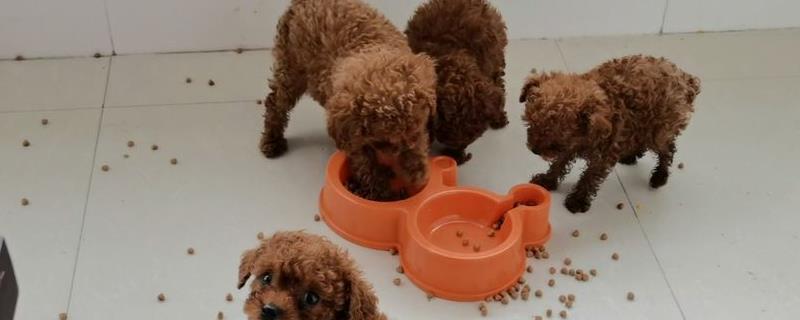贵宾犬不吃狗粮了怎么办