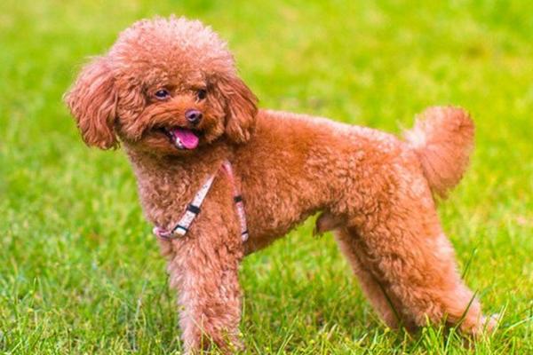 贵宾犬不吃狗粮了怎么办，可以将酸奶、肉干和狗粮混合喂食