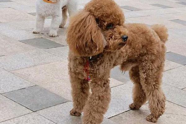 贵宾犬不吃狗粮了怎么办，可以将酸奶、肉干和狗粮混合喂食