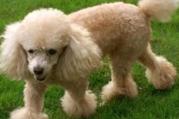 贵宾犬不吃狗粮了怎么办，可以将酸奶、肉干和狗粮混合喂食