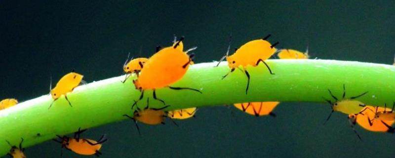 蚜虫的天敌