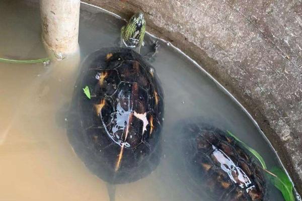乌龟用什么水养，自来水或天然水都可以