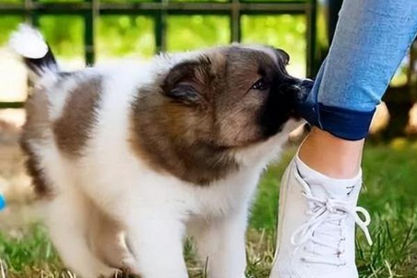 狗狗喜欢咬主人的手脚是怎么回事，可能是处于换牙期间