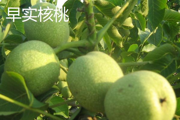 早实核桃和晚实核桃的区别，前者结果快，后者结果慢
