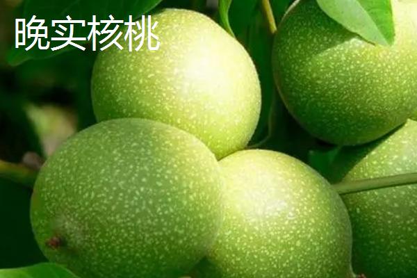 早实核桃和晚实核桃的区别，前者结果快，后者结果慢