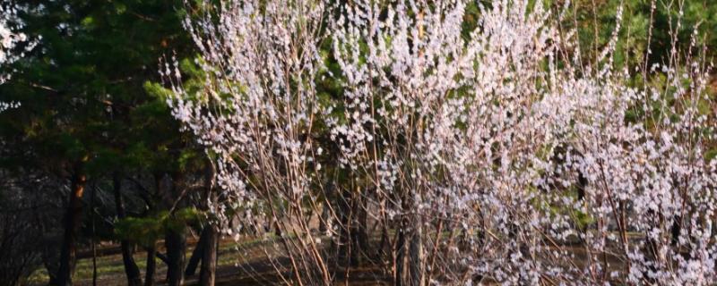 京桃怎么种植