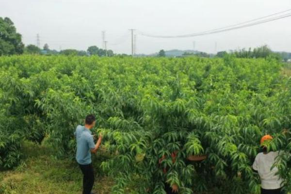 京桃怎么种植，栽种时要切除少量水平根、并展开侧根