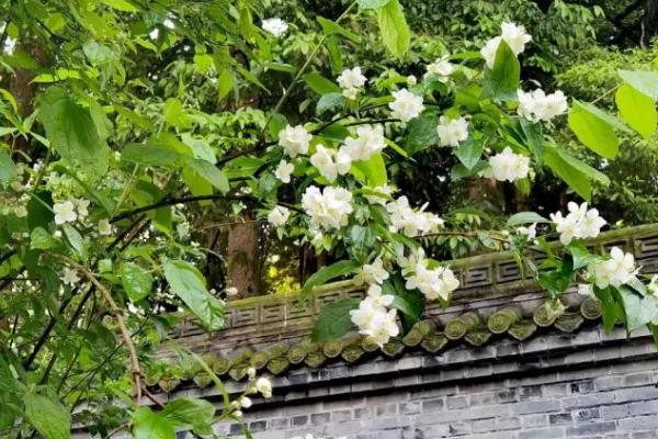 怎么繁殖太平花，可采用播种、扦插等方法
