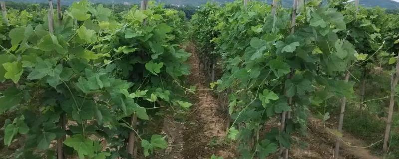 葛根冬天可以种植吗